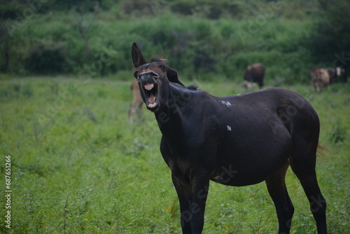 caballo en el campo