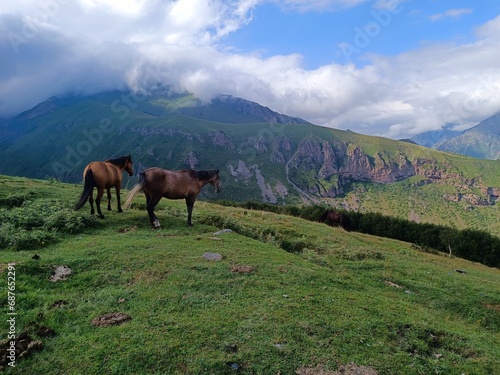 horses in the mountains  Georgia