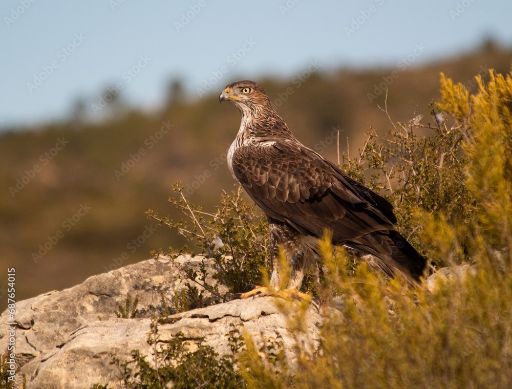 Bonelli's eagle adult perched on the edge of a cliff. Bonelli's eagle adult perched on the edge of a cliff.