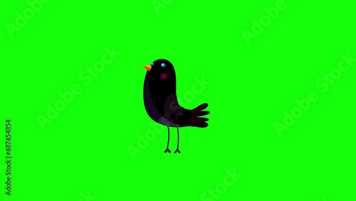 Ousel bird black flight stop greenbox. Cute cartoon animation character animal moves behaviour will bring to life any scene.
