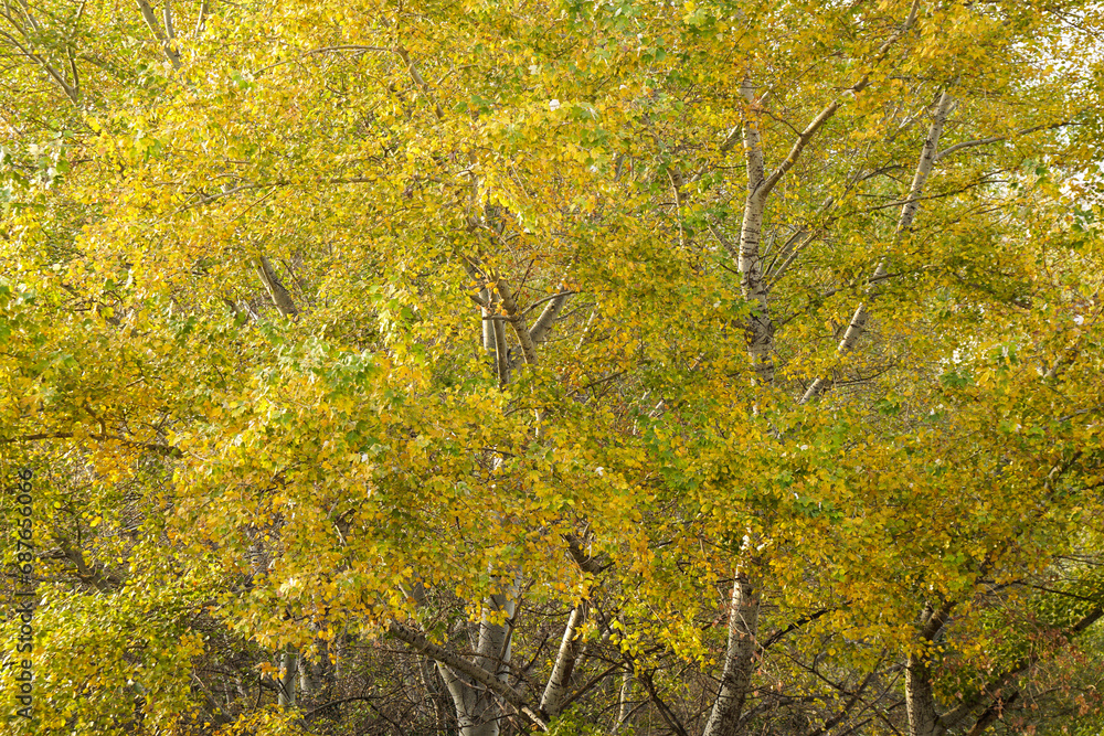 Fototapeta premium Many yellow leaves on a tree, autumn landscape