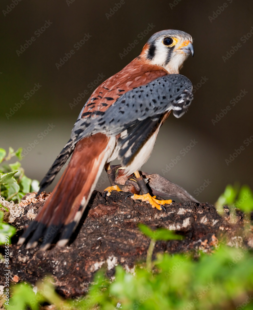 American Kestrel Sits In Silence Looking for Its Prey American Kestrel Sits In Silence Looking for Its Prey