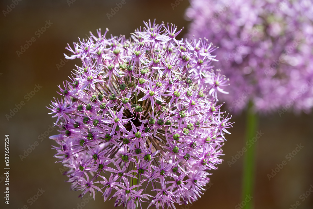 detailed close up of an Allium hollandicum 'Persian Onion' or 'Dutch Garlic' detailed close up of an Allium hollandicum 'Persian Onion' or 'Dutch Garlic'