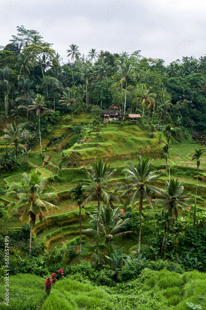 rice terraces in bali rice terraces in bali