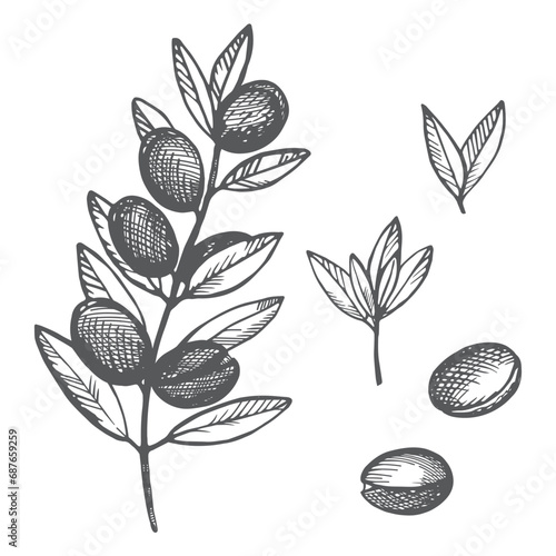 Argan plant hand drawn vector illustration. Set with Argana tree engraved with argania leaves, fruits. Cosmetics ingredient, argane oil, harvest, tree Berbers and Arabs. For label, print, design, logo