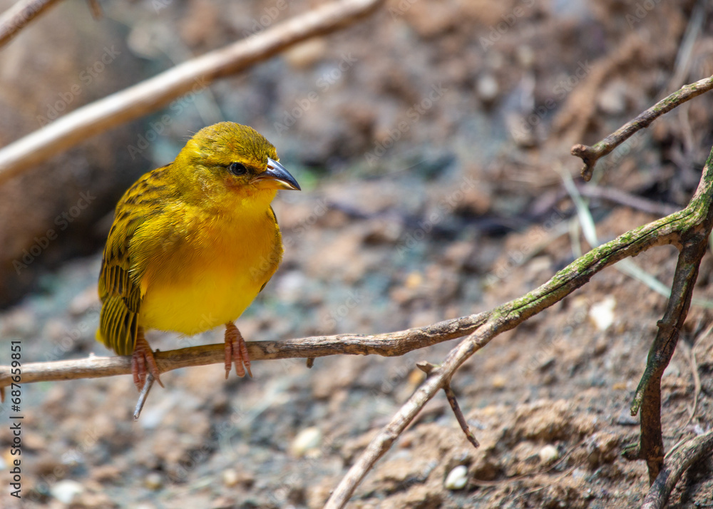 Obraz premium Yellow Taveta Weaver (Ploceus castaneiceps) - Weaver of Sunshine