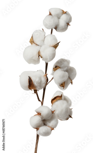 Fotografie Dry cotton branch on white isolated background