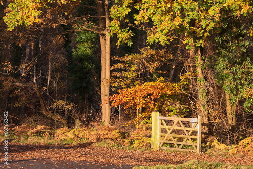 Stunning Autumn Fall forest scene with colorful vibrant Autumnal colors in the trees