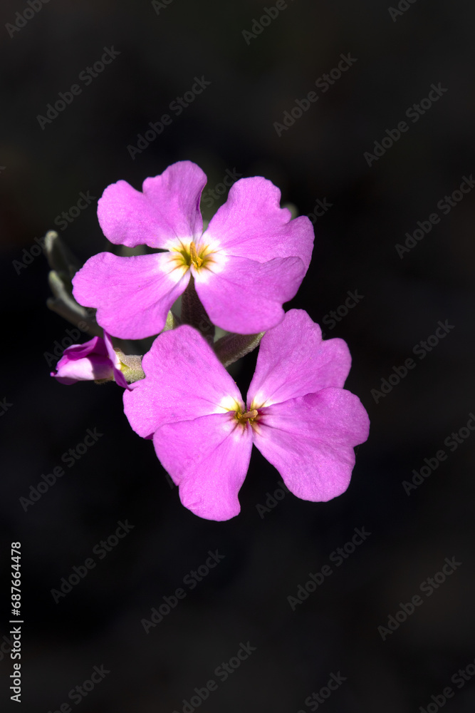 Malcolmia littorea (Flores silvestres) Malcolmia littorea (Flores silvestres)
