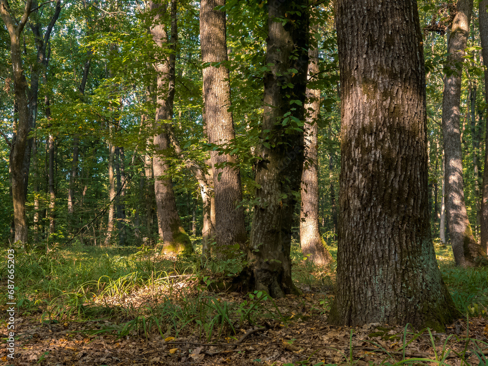 Morning in a magical green forest. Sunny summer landscape with trees. Dense deciduous forest. Morning in a magical green forest. Sunny summer landscape with trees. Dense deciduous forest.