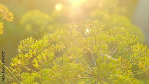 Umbrellas of dill in the garden 