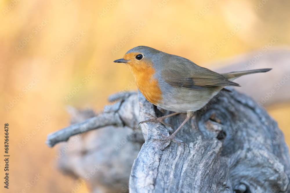 Fototapeta premium The European robin (Erithacus rubecula), is a small insectivorous passerine bird.
