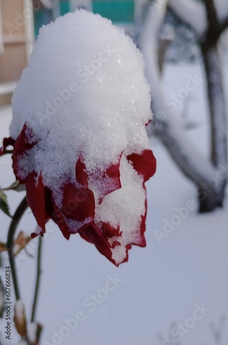 A rose flower covered with snow