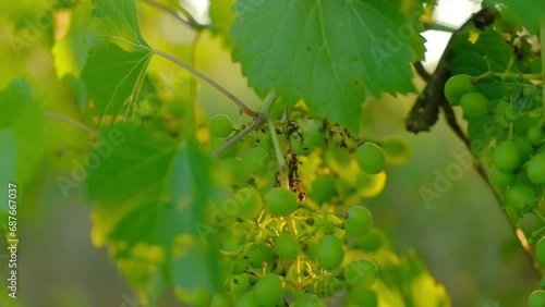 A bunch of unripe grapes growing on a vine on a farm. Close-up of white grapes on a vine in warm soft sunlight. 