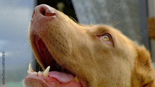 Portrait of a large red guard dog in close-up sitting on the street. The Central Asian Shepherd Dog