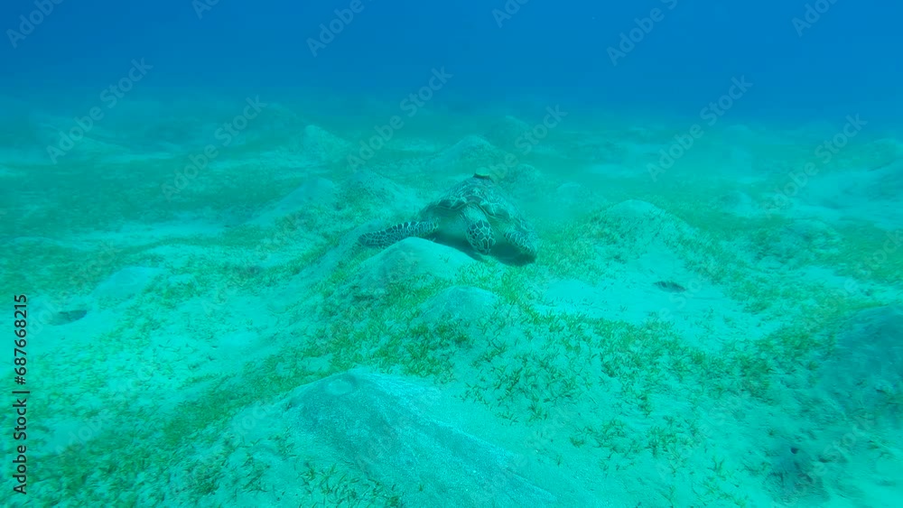 Sea Turtle grazing on hilly seabed, Slow motion, Camera zooms in on Great Green Sea Turtle (Chelonia mydas) Sea Turtle grazing on hilly seabed, Slow motion, Camera zooms in on Great Green Sea Turtle (Chelonia mydas)
