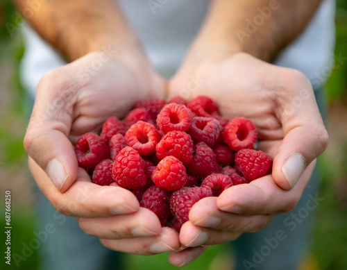 Cupped hands holding raspberries photo