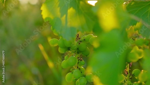 A bunch of unripe grapes growing on a vine on a farm. Close-up of white grapes on a vine in warm soft sunlight. 