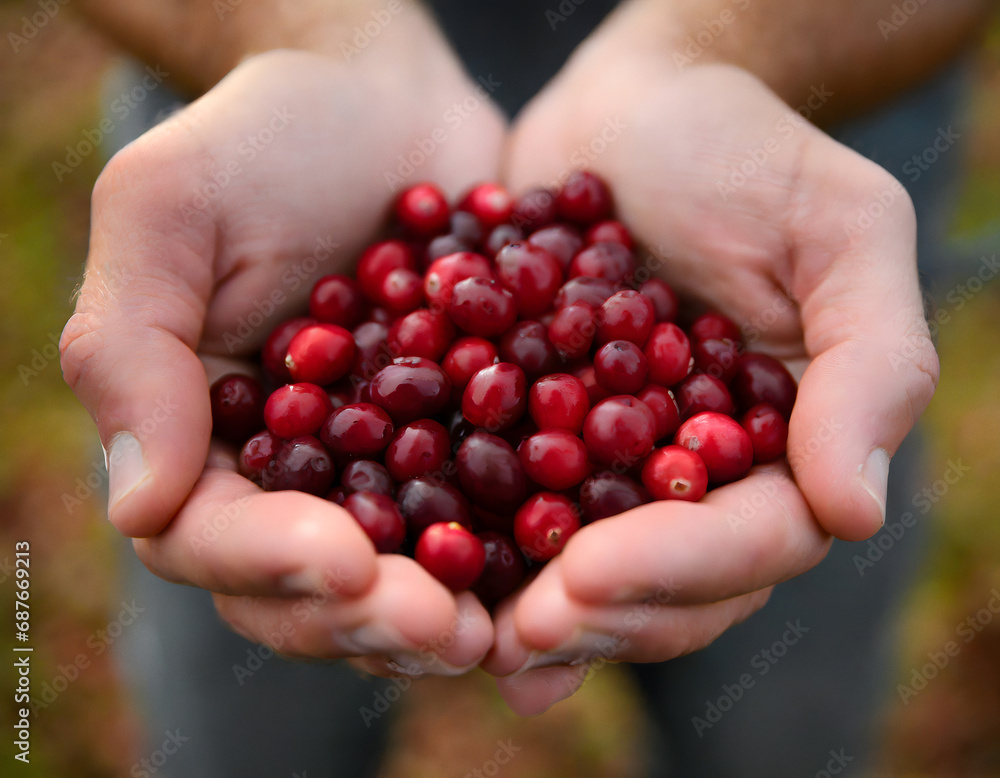 Cupped hands holding cranberries Cupped hands holding cranberries