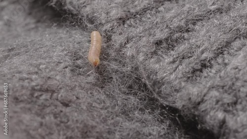 clothes moth caterpillar, Tineola bisselliella, crawls on woolen jacket, eats wool, brown insect, Clothes moth, selective focus, pest concept, destruction and damage to clothes in house photo