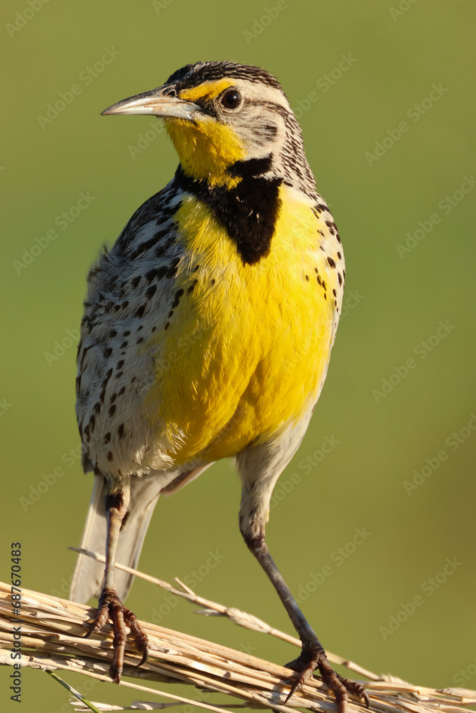 Fototapeta premium Western meadowlark (Sturnella neglecta), Rocky Mountain Arsenal National Wildlife Refuge, Colorado