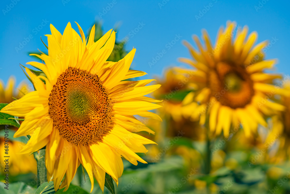 A Beautiful Field of Sunflowers With a Blue Sky in the Background. A field of sunflowers with a blue sky in the background A Beautiful Field of Sunflowers With a Blue Sky in the Background. A field of sunflowers with a blue sky in the background