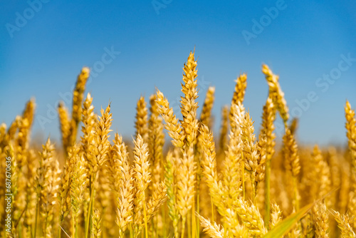 A Golden Sea of Ripe Wheat Dancing Underneath a Clear Blue Sky. A field of ripe wheat with a blue sky in the background