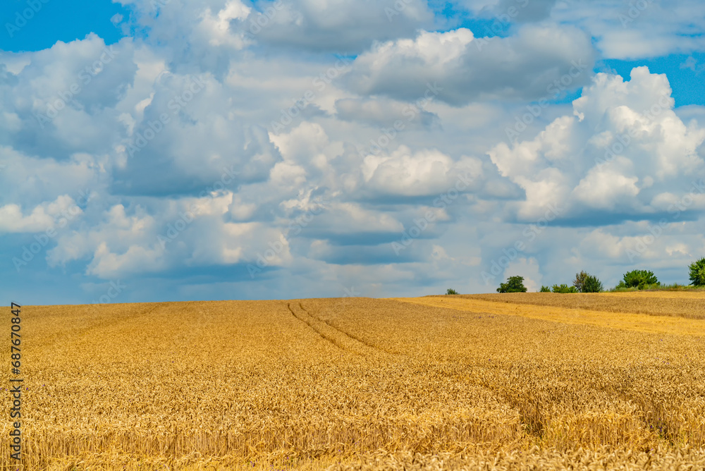 A Serene Landscape of Golden Wheat Fields Under a Majestic, Cloudy Blue Sky. A field of wheat under a cloudy blue sky
