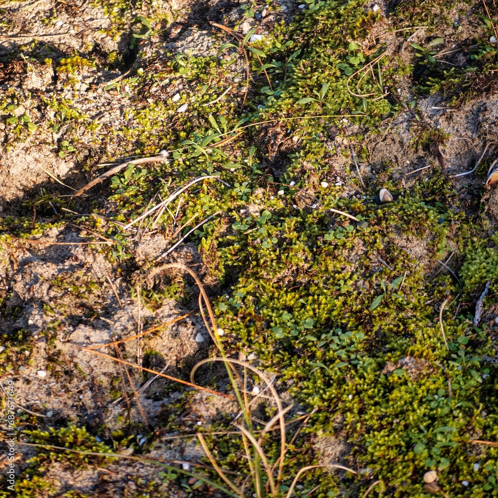 Wassenaar, Netherlands - November 06 2020 : green grass, moss sand and rocks on a slope in the national park with dunes near The Hague