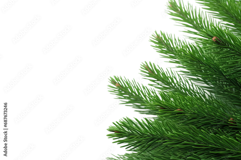 branch of a pine on Transparent Background branch of a pine on Transparent Background