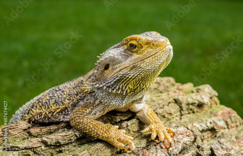 Agama dragon portrait close-up © serhii