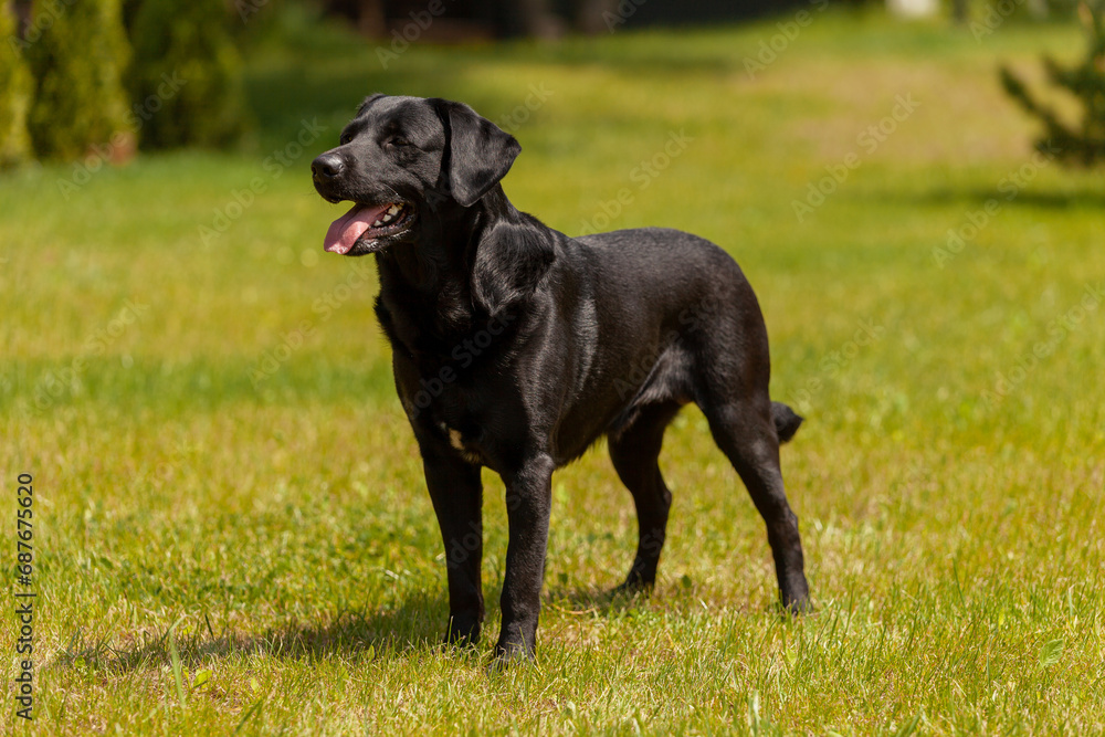 black labrador stands on green grass and looks to the side