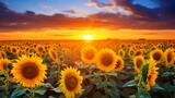 A field of blooming sunflowers, their vibrant petals reaching towards the sun in celebration of life.