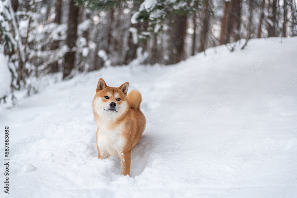 Shiba inu dog in winter.