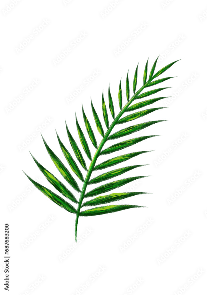 fern leaf isolated on white fern leaf isolated on white