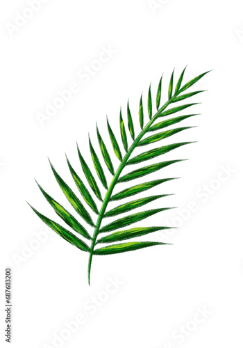 fern leaf isolated on white