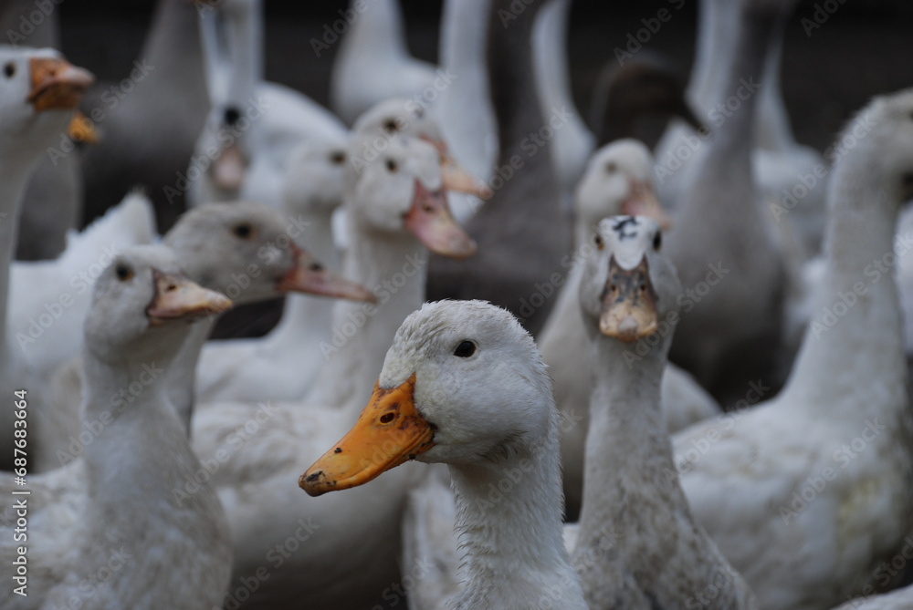 Geese in the village. Large birds in the village on the farm, Geese have white and gray plumage, black eyes and yellow beaks. The birds have a small head on a long, mobile neck and clipped wings. Geese in the village. Large birds in the village on the farm, Geese have white and gray plumage, black eyes and yellow beaks. The birds have a small head on a long, mobile neck and clipped wings.