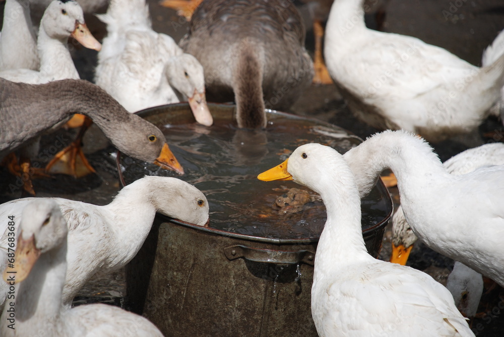 Obraz premium Geese in the village. Large birds in a village farm drink water from a metal trough. Geese have white and gray plumage, black eyes and yellow beaks. Birds have a small head on a long, mobile neck.