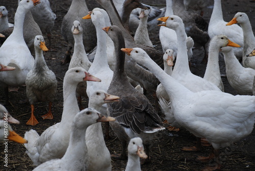 Fototapeta Naklejka Na Ścianę i Meble -  Geese in the village. Large birds in the village on the farm, Geese have white and gray plumage, black eyes and yellow beaks. The birds have a small head on a long, mobile neck and clipped wings.