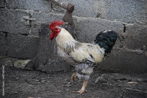 Country rooster in the farm yard. An adult bird on a farm. She has white-gray plumage, a yellow beak and a red comb. The rooster has a small head and a large body on yellow legs.