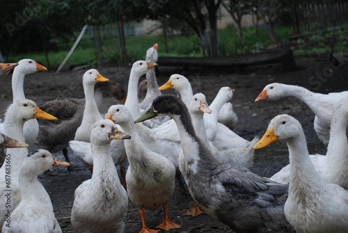 Fototapeta Naklejka Na Ścianę i Meble -  Geese in the village. Large birds in the village on the farm, Geese have white and gray plumage, black eyes and yellow beaks. The birds have a small head on a long, mobile neck and clipped wings.