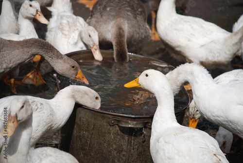 Fototapeta Naklejka Na Ścianę i Meble -  Geese in the village. Large birds in a village farm drink water from a metal trough. Geese have white and gray plumage, black eyes and yellow beaks. Birds have a small head on a long, mobile neck.