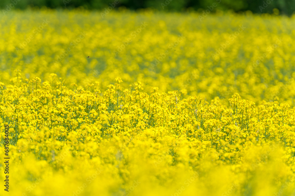 Yellow Rapeseed Field. Landscape. Shallow Depth of Field Yellow Rapeseed Field. Landscape. Shallow Depth of Field