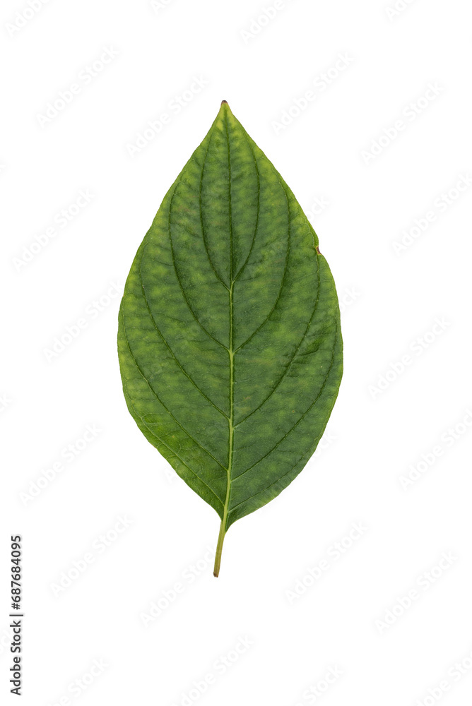 Green Leaf Isolated on White Background Green Leaf Isolated on White Background