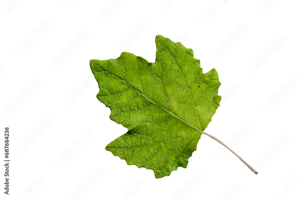 Green Color Leaf with Texture isolated on White Background. Green Color Leaf with Texture isolated on White Background.
