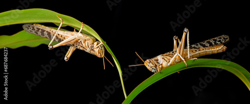 Schistocerca gregaria - the desert locust - food insects photo