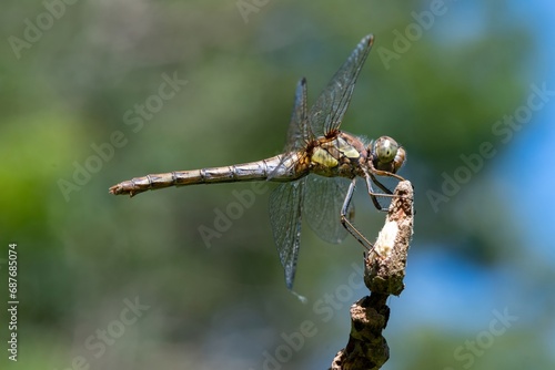Close up of a common darter (sympetrum striolatum) dragonfly © tom