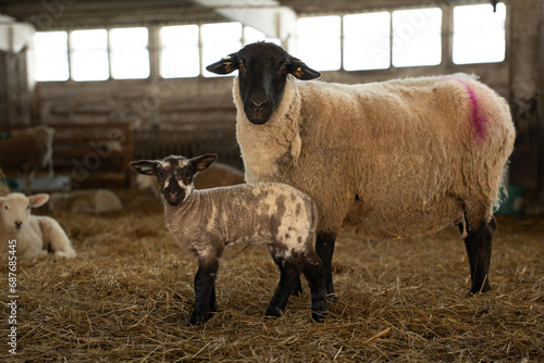 Sheep and lambs during the indoor lambing season in Germany