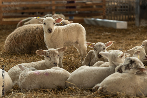 Sheep and lambs during the indoor lambing season in Germany