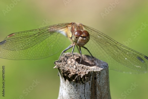 Close up of a common darter (sympetrum striolatum) dragonfly